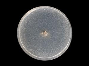 Botryosphaeria_dothidea_9