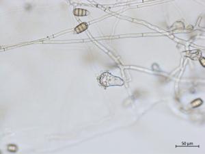 Cephaliophora_tropica_2