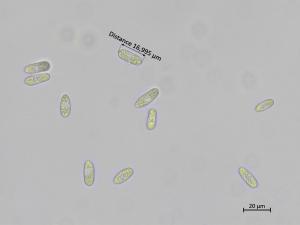 Colletotrichum_petchii_2