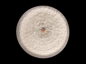 Colletotrichum_siamense_7