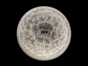 Coniella_diplodiella_7