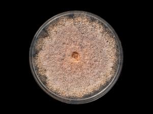 Fusarium_sambucinum_3