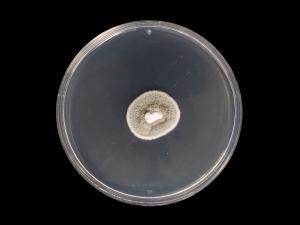 Helminthosporium_solani_3