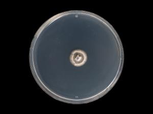 Helminthosporium_solani_6