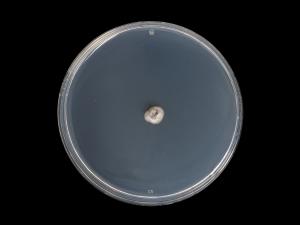 Helminthosporium_solani_4