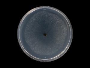 Neofusicoccum_parvum_4