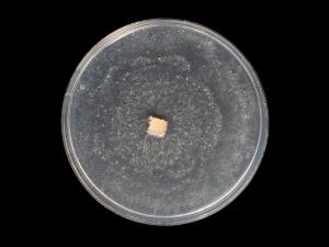 Neopestalotiopsis_sp_8