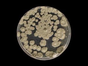 Penicillium_olsonii_2
