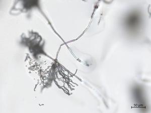 Penicillium_olsonii_5