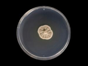 Phaeoacremonium_minimum_2