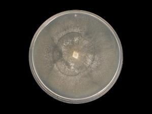 Phytophthora_cactorum_7