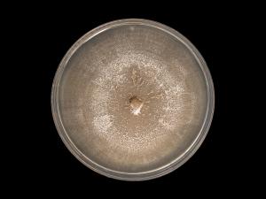 Plectosphaerella_cucumerina_8