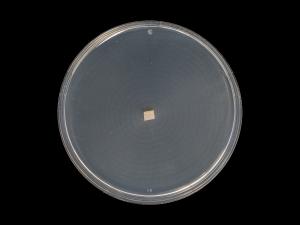 Plectosphaerella_cucumerina_11