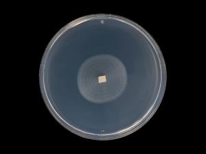 Plectosphaerella_cucumerina_9