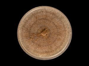 Rhizoctonia_solani_9