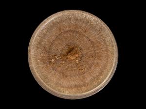 Rhizoctonia_solani_10