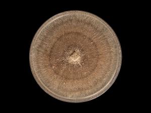 Rhizoctonia_solani_8