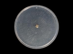 Rhizoctonia_solani_11