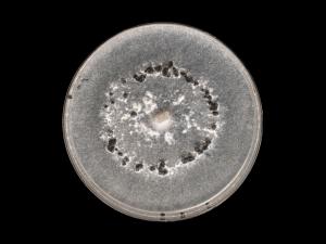 Sclerotinia_sclerotiorum_7