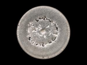 Sclerotinia_sclerotiorum_6