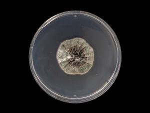 Septoria_glycines_3