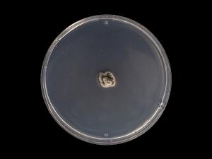 Septoria_glycines_1