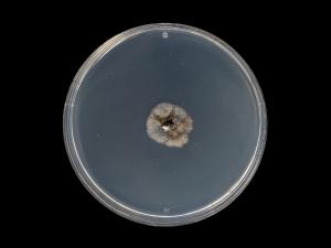 Septoria_glycines_5