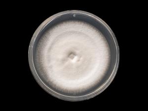 Verticillium_alboatrum_3