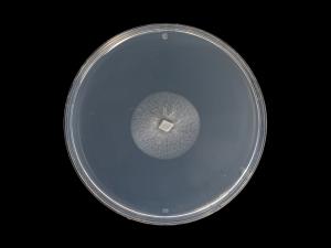 Verticillium_alboatrum_4