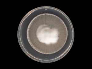Verticillium_dahliae_7