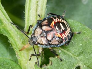 Podisus maculiventris