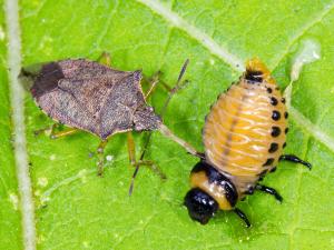 Podisus maculiventris