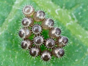 Podisus maculiventris