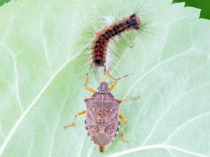 Podisus maculiventris