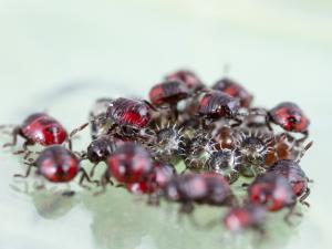 Podisus maculiventris