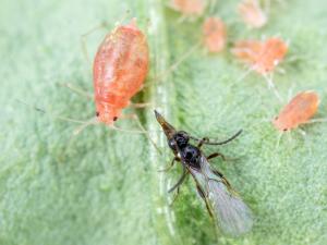 Aphidius matricariae