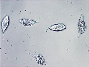 Uredinopsis sp. 