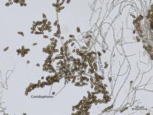 Alternaria_brassicicola_1