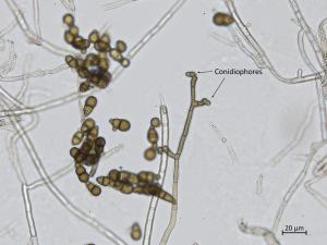 Alternaria_brassicicola_2