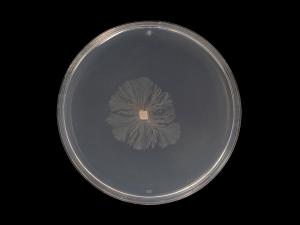 Aureobasidium_pullulans_4