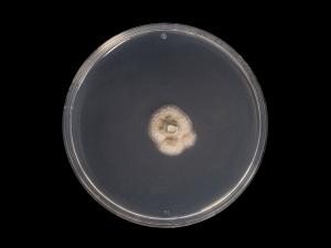 Cadophora_luteo-olivacea_1