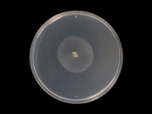 Cadophora_luteo-olivacea_5