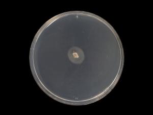 Cadophora_luteo-olivacea_4