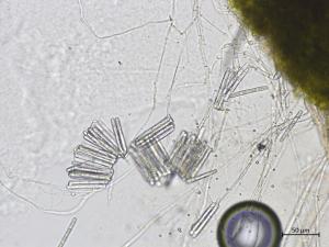 Calonectria_canadiana_3