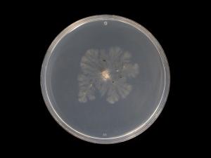 Cytospora_chrysosperma_6