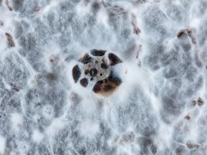 Diaporthe_vaccinii_1