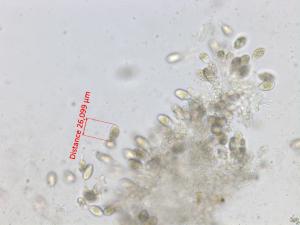 Diplodia_bulgarica_1