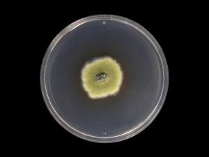 Godronia_cassandrae_2