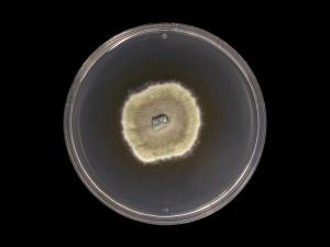 Godronia_cassandrae_3