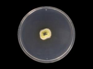 Godronia_cassandrae_1